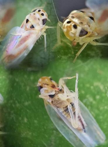 Arboridia sp.